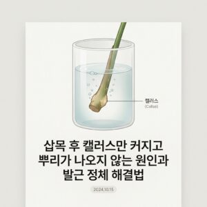 ai thumbnail minimal 삽목 후 캘러스만 커지고 뿌리가 나오지 않는 원인과 발근 정체 해결법 1788685581