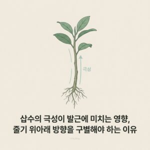 ai thumbnail minimal 삽수의 극성이 발근에 미치는 영향 줄기 위아래 방향을 구별해야 하는 이유 1788685668