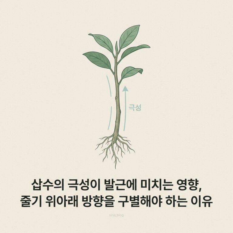 ai thumbnail minimal 삽수의 극성이 발근에 미치는 영향 줄기 위아래 방향을 구별해야 하는 이유 1788685668